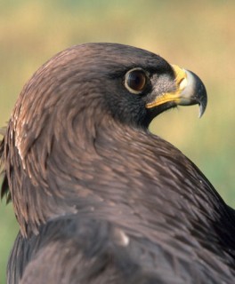 eagle-1