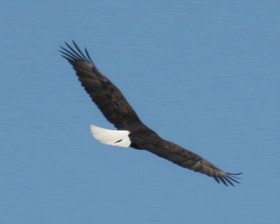 eagle-flying