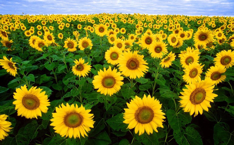 sunflower-sunflower-field-flora-field-87056